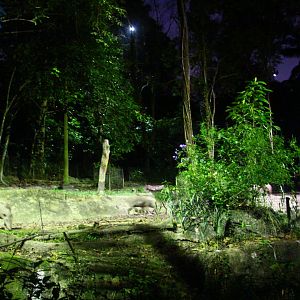 East Lodge Trail - Babirusa exhibit