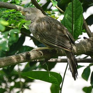 Yellow-billed babbler