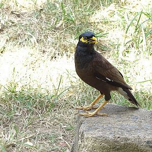 Common myna