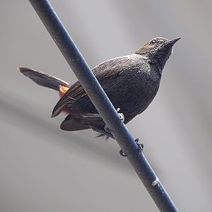 Indian robin (female)