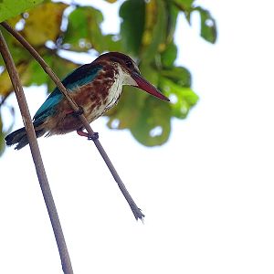 White-breasted kingfisher