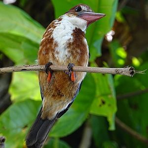 White-breasted kingfisher