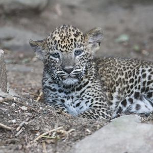 Sri Lankan leopard
