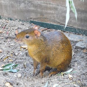 Agouti (sp. unknown)