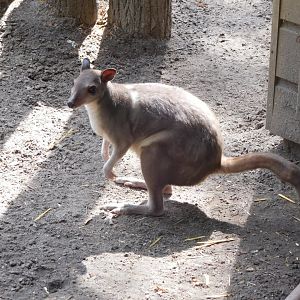 Hagen's Scrub Wallaby