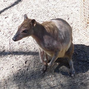 Hagen's Scrub Wallaby