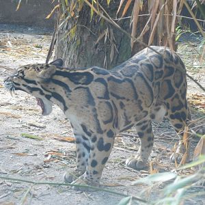 Clouded Leopard