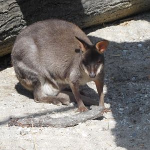 Dusky Pademelon