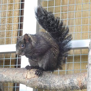 Yucatan Squirrel