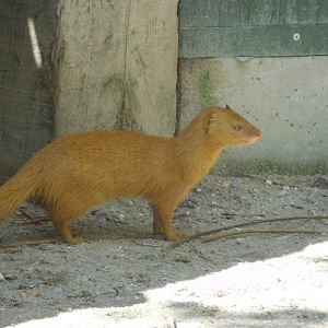 Slender Mongoose (light color morph)