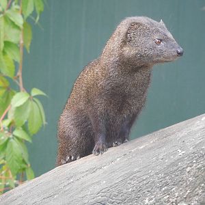 Slender Mongoose (dark color morph)