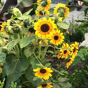 Sunflowers in the garden