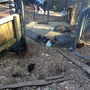 Guinea pig enclosure