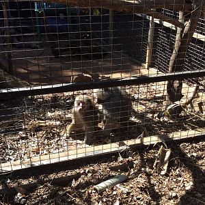 A pair of Hamadryas Baboon
