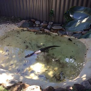 An American Alligator