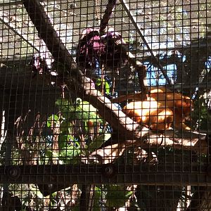 Rio and Muppet the GLT monkeys