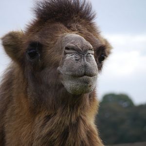 Bactrian Camel@YWP