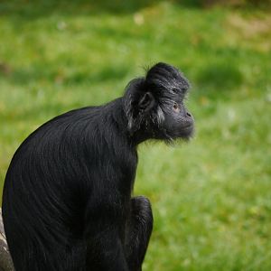 Javan Langur