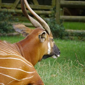 Eastern Bongo