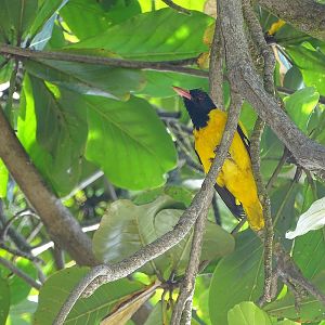 Black-hooded oriole