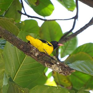 Black-hooded oriole