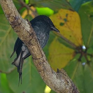 White-bellied drongo