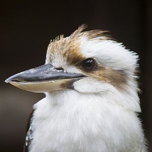 Laughing Kookaburra