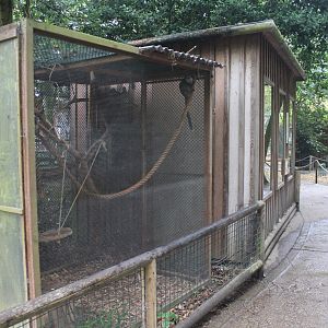 Marmoset enclosure