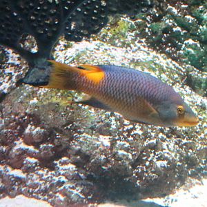 Spanish Hogfish (Bodianus rufus)