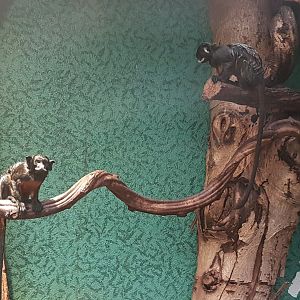 Red-bellied tamarins