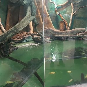 Tamarin - Cichlid - Gar enclosure