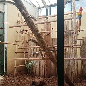 Guan - Macaw indoor-enclosure