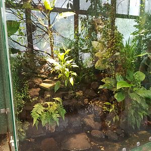 Dart frog-enclosure