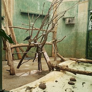 Indoor-Inca tern enclosure