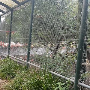 Walk-through tunnel Flamingo - Ibis - Macaw aviary