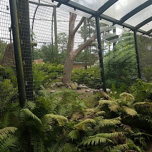 Walk-through tunnel Flamingo - Ibis - Macaw aviary
