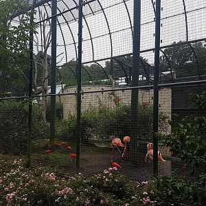 Flamingo - Ibis - Macaw aviary