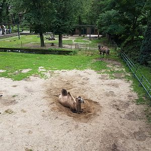 Camel-enclosure