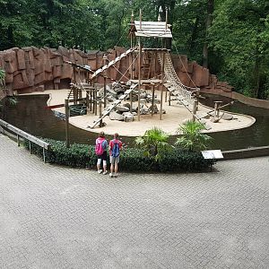 Barbary macaque-enclosure