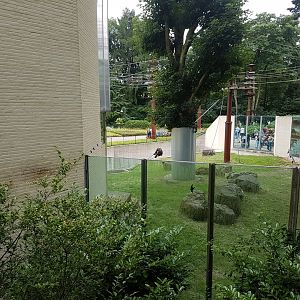 Orangutan-outdoor enclosure