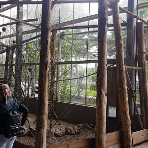 Village weaver indoor-enclosure