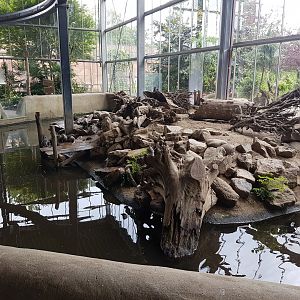 Small-clawed otter-indoor enclosure
