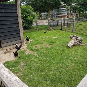 Chicken-enclosure