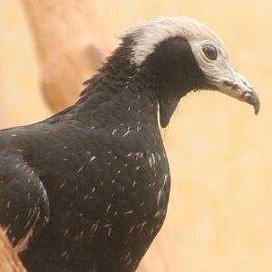 Blue-throated piping guan