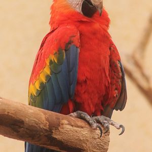 Scarlet macaw