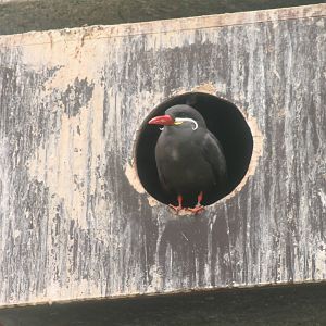 Inca tern