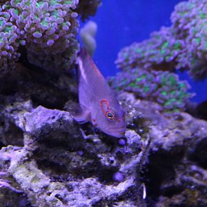 Arc-eye Hawkfish, Paracirrhites arcatus