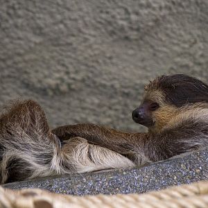 Linnaeus's Two-toed Sloth