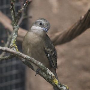 Western spindalis (Spindalis zena pretrei)