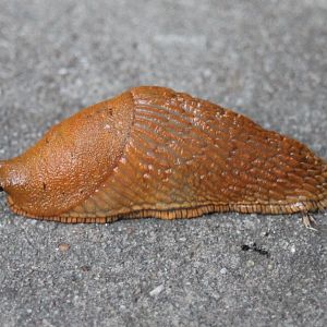 Red slug - Arion rufus